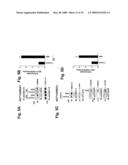 MITOCHONDRIAL LOCALIZATION OF MUC1 diagram and image