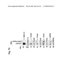 MITOCHONDRIAL LOCALIZATION OF MUC1 diagram and image