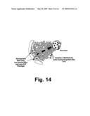 Method for Selectively Depleting Hypoxic Cells diagram and image