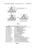 Multivalent Immunogen diagram and image