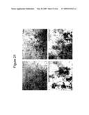 ANTI-CD26 ANTIBODIES AND METHODS OF USE THEREOF diagram and image