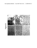 ANTI-CD26 ANTIBODIES AND METHODS OF USE THEREOF diagram and image