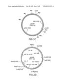 Immunoglobulins Comprising Predominantly a Glcnacman3Glcnac2 Glycoform diagram and image