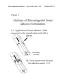 Methods for Making and Delivering Rho-Antagonist Tissue Adhesive Formulations to the Injured Mammalian Central and Peripheral Nervous Systems and uses Thereof diagram and image
