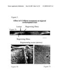 Methods for Making and Delivering Rho-Antagonist Tissue Adhesive Formulations to the Injured Mammalian Central and Peripheral Nervous Systems and uses Thereof diagram and image