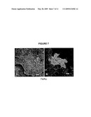 COLLOIDAL MAGNETIC NANOBIOPARTICLES FOR CYTOTOXICITY AND DRUG DELIVERY diagram and image