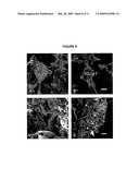 COLLOIDAL MAGNETIC NANOBIOPARTICLES FOR CYTOTOXICITY AND DRUG DELIVERY diagram and image