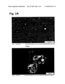 METHOD OF FRACTIONATING OXIDIC NANOPARTICLES BY CROSSFLOW MEMBRANE FILTRATION diagram and image