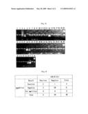 PRIMER COMPOSITION FOR DETECTING MYCOBACTERIUM SP. AND THE DETECTION METHOD diagram and image