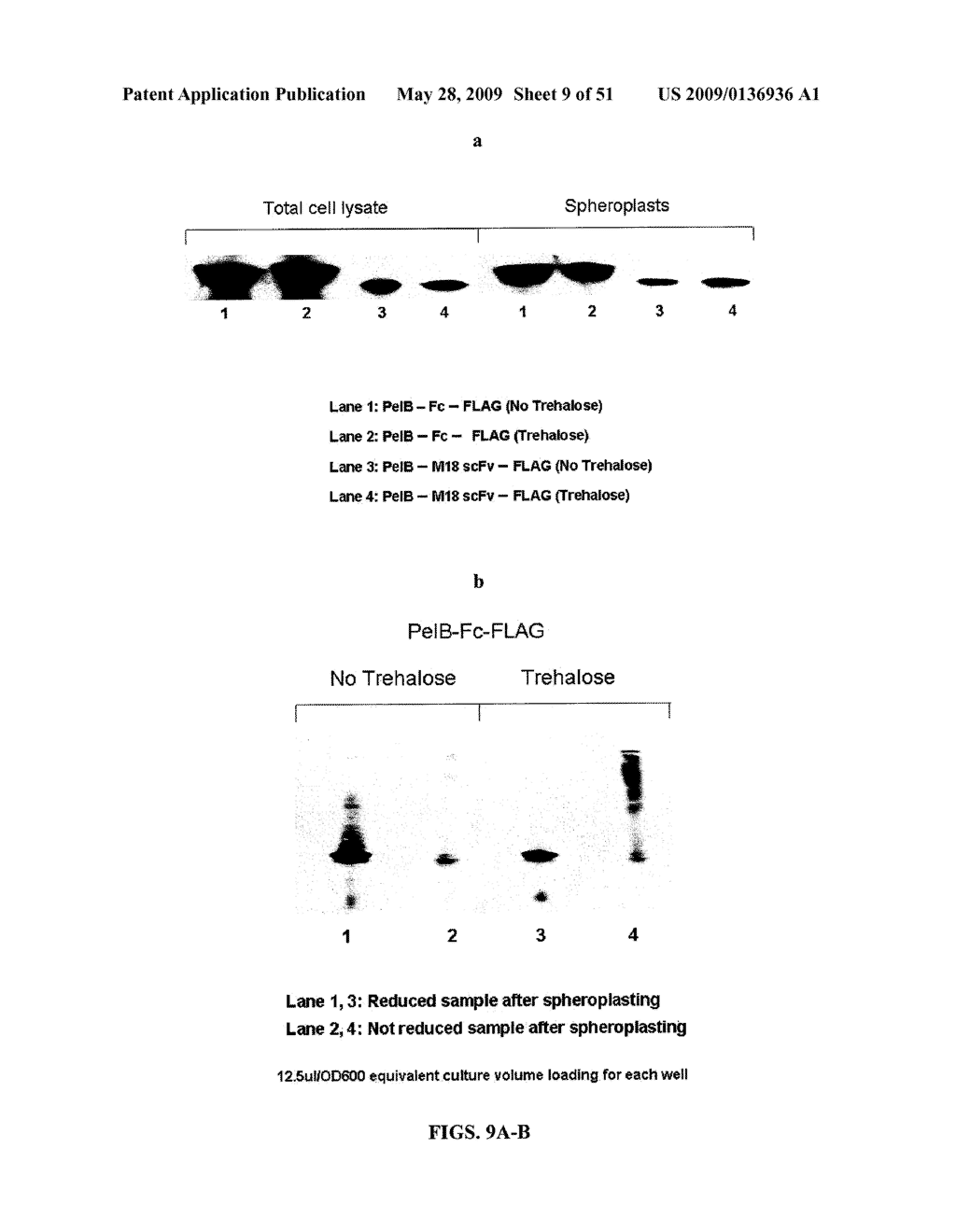 IMMUNOGLOBULIN FC LIBRARIES - diagram, schematic, and image 10