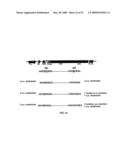 IMMUNOGLOBULIN FC LIBRARIES diagram and image