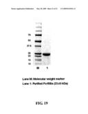 IMMUNOGLOBULIN FC LIBRARIES diagram and image