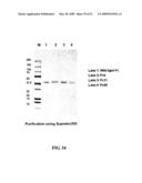 IMMUNOGLOBULIN FC LIBRARIES diagram and image