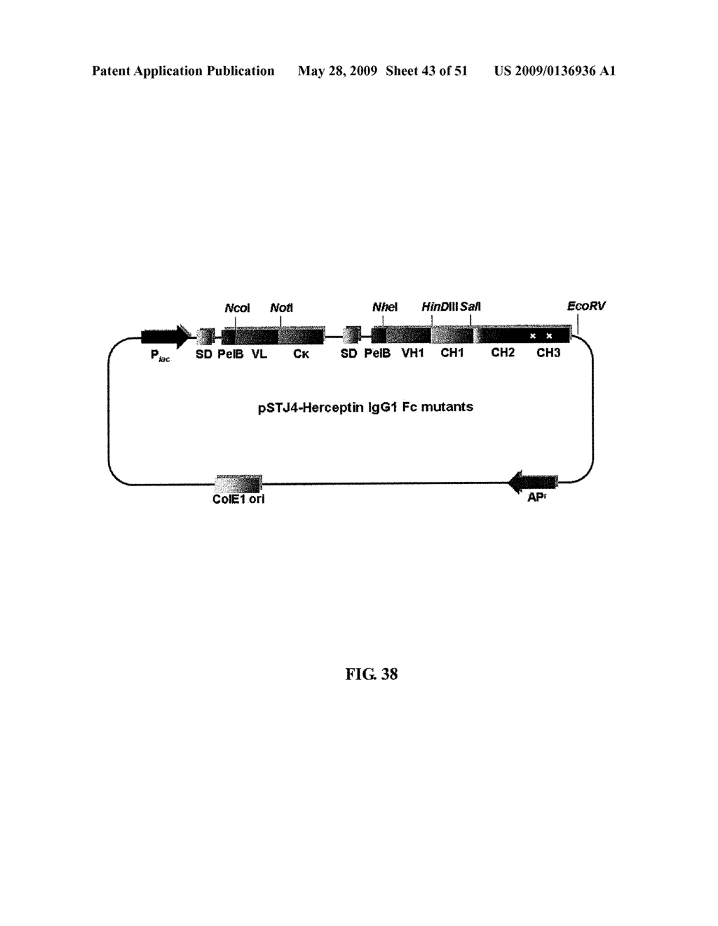 IMMUNOGLOBULIN FC LIBRARIES - diagram, schematic, and image 44