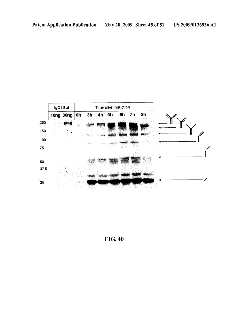 IMMUNOGLOBULIN FC LIBRARIES - diagram, schematic, and image 46