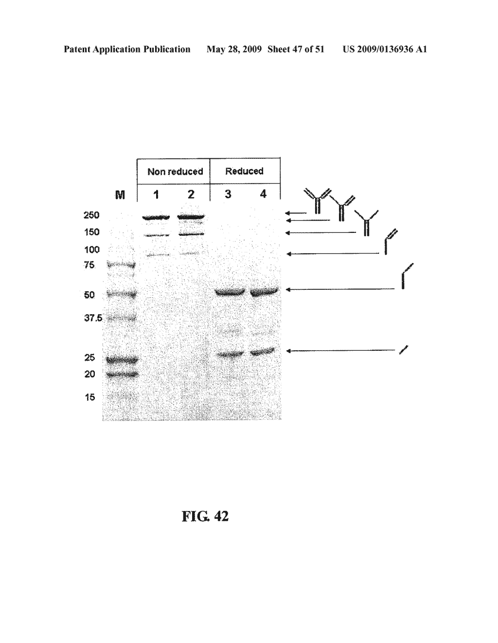 IMMUNOGLOBULIN FC LIBRARIES - diagram, schematic, and image 48