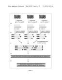 METHODS FOR SEQUENCE-DIRECTED MOLECULAR BREEDING diagram and image