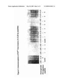 Peptides for Discrimination of Prions diagram and image