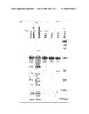 Novel cysteine-depleted hydrophobin fusion proteins, their production and use thereof diagram and image