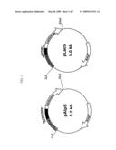 Process for producing lactonase and utilitzation thereof diagram and image