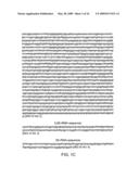 SUBTRACTIVE SEPARATION AND AMPLIFICATION OF NON-RIBOSOMAL TRANSCRIBED RNA (nrRNA) diagram and image