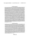 SUBTRACTIVE SEPARATION AND AMPLIFICATION OF NON-RIBOSOMAL TRANSCRIBED RNA (nrRNA) diagram and image