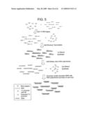 SUBTRACTIVE SEPARATION AND AMPLIFICATION OF NON-RIBOSOMAL TRANSCRIBED RNA (nrRNA) diagram and image