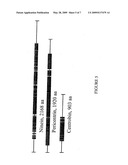 METHODS OF TREATING AND DIAGNOSING LAMINOPATHY diagram and image