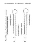 RNA INTERFERENCE MEDIATED INHIBITION OF PROLIFERATION CELL NUCLEAR ANTIGEN (PCNA) GENE EXPRESSION USING SHORT INTERFERING NUCLEIC ACID (siNA) diagram and image