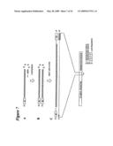 RNA INTERFERENCE MEDIATED INHIBITION OF PLACENTAL GROWTH FACTOR GENE EXPRESSION USING SHORT INTERFERING NUCLEIC ACID (siNA) diagram and image