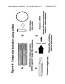 RNA INTERFERENCE MEDIATED INHIBITION OF PLACENTAL GROWTH FACTOR GENE EXPRESSION USING SHORT INTERFERING NUCLEIC ACID (siNA) diagram and image