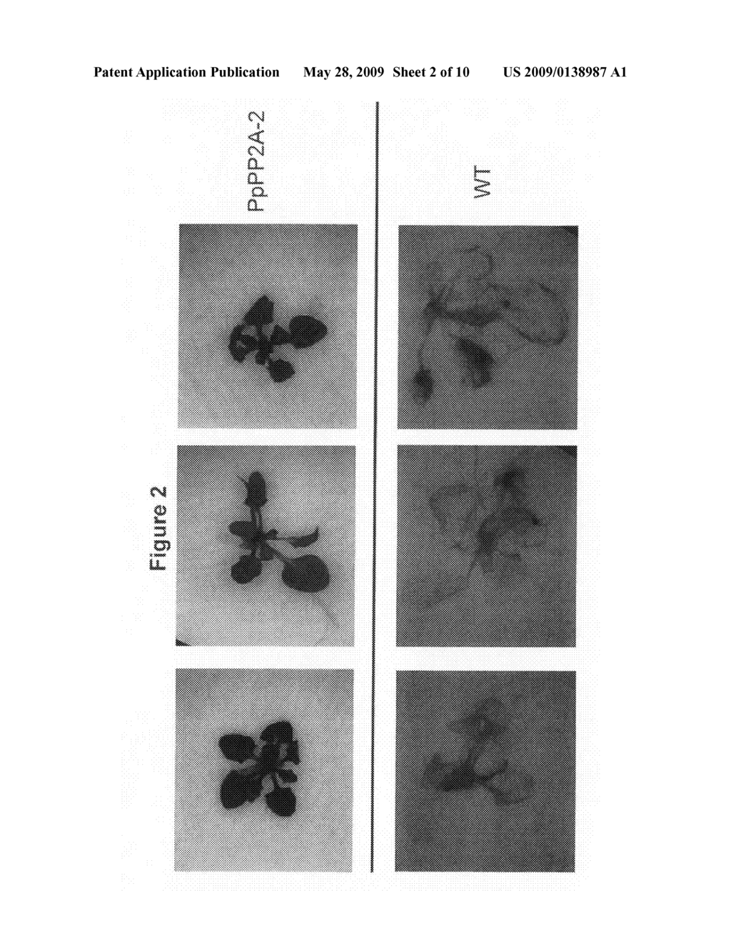 Phosphatase stress-related proteins and methods of use in plants - diagram, schematic, and image 03