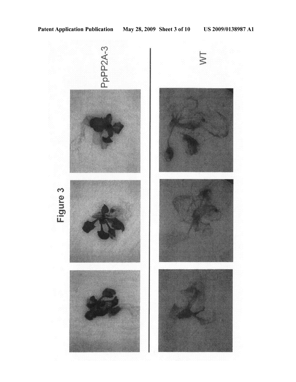 Phosphatase stress-related proteins and methods of use in plants - diagram, schematic, and image 04