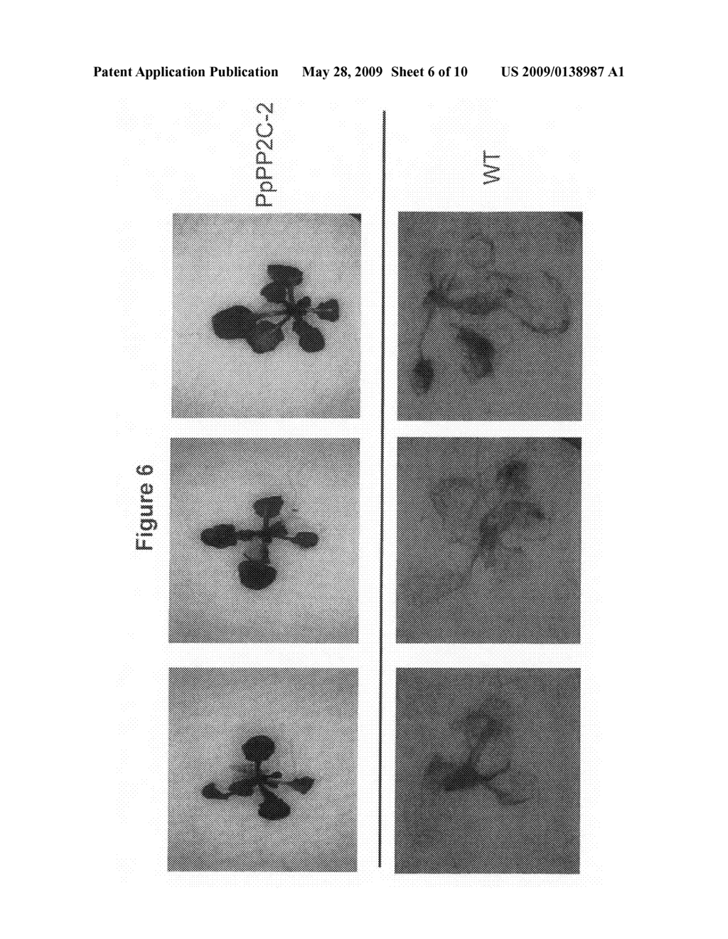 Phosphatase stress-related proteins and methods of use in plants - diagram, schematic, and image 07