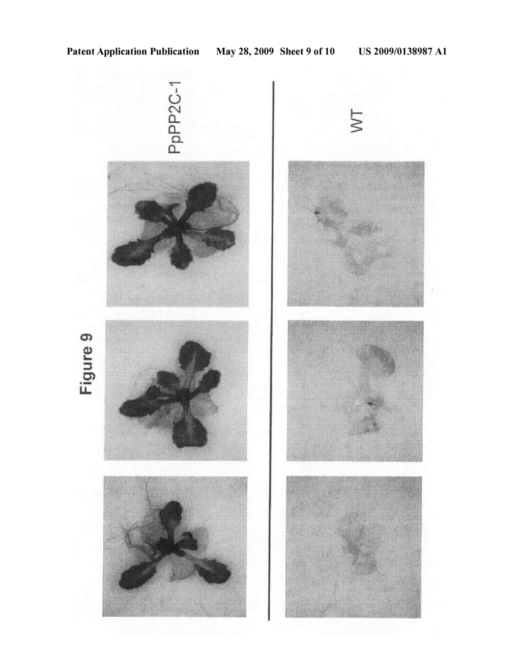 Phosphatase stress-related proteins and methods of use in plants - diagram, schematic, and image 10