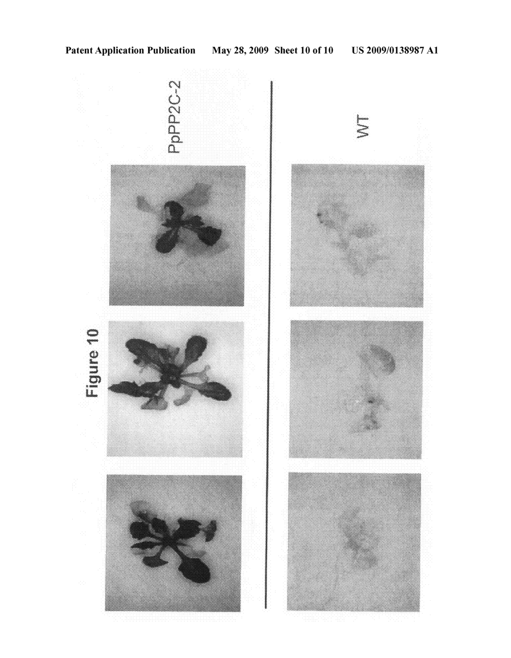 Phosphatase stress-related proteins and methods of use in plants - diagram, schematic, and image 11