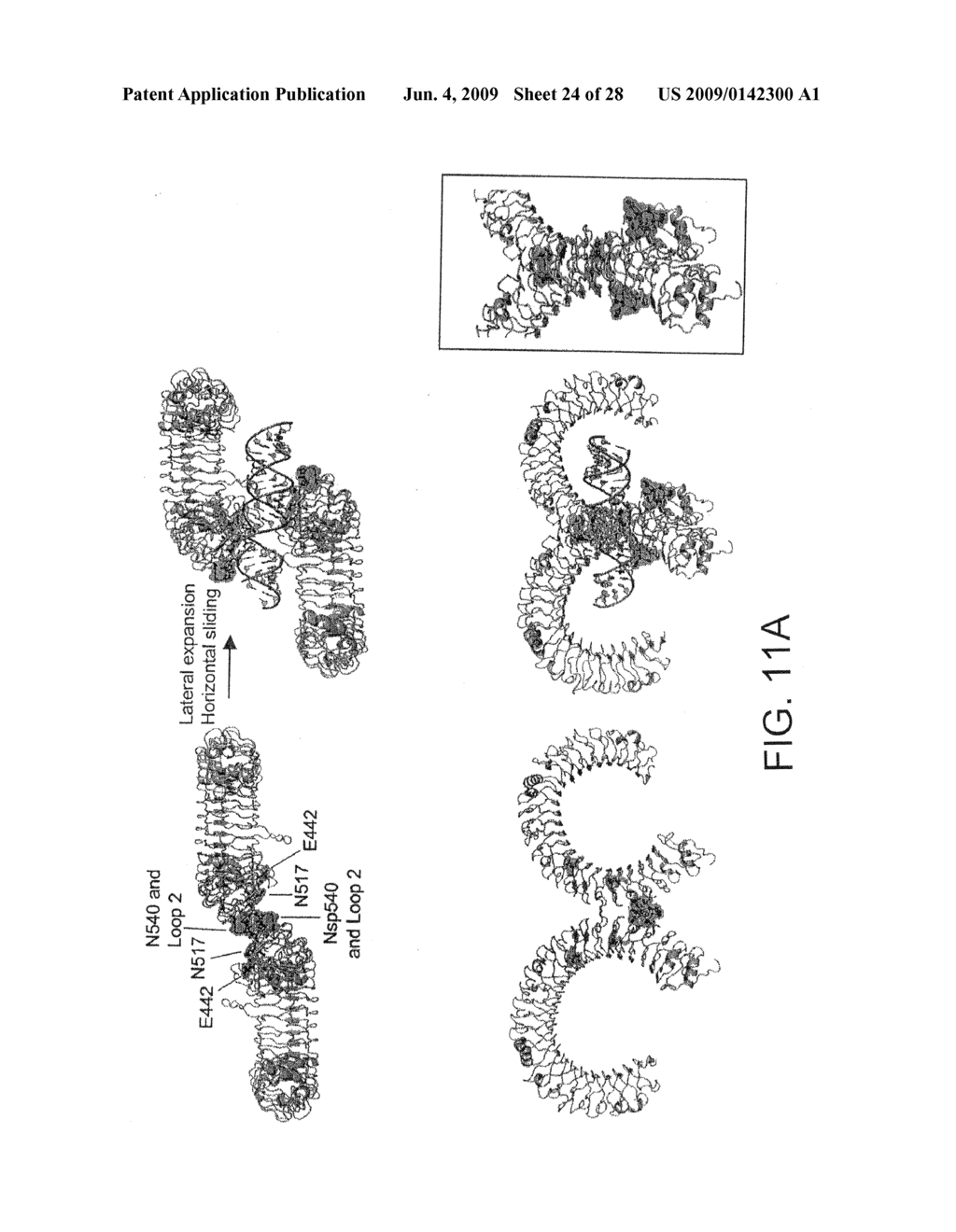 Compositions and methods related to toll-like receptor-3 - diagram, schematic, and image 25