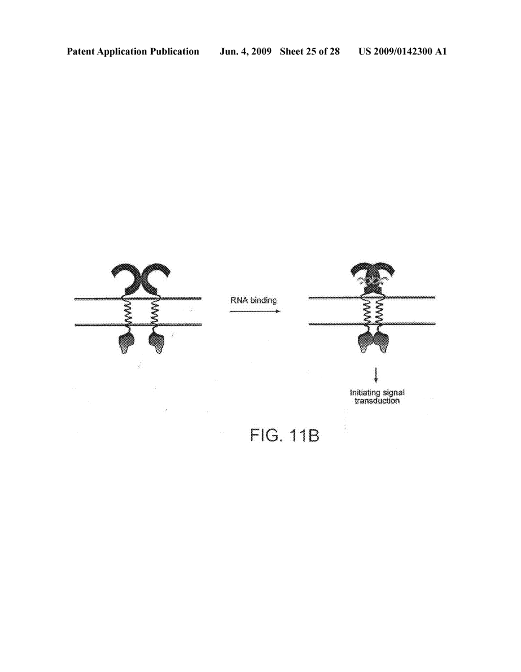 Compositions and methods related to toll-like receptor-3 - diagram, schematic, and image 26