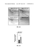 METHODS FOR TREATING A DISORDER BY REGULATING GPRC6A diagram and image