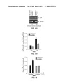 METHODS FOR TREATING A DISORDER BY REGULATING GPRC6A diagram and image