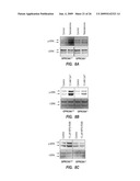 METHODS FOR TREATING A DISORDER BY REGULATING GPRC6A diagram and image