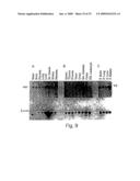 DETECTION AND MODULATION OF IAPs AND NAIP FOR THE DIAGNOSIS AND TREATMENT OF PROLIFERATIVE DISEASE diagram and image