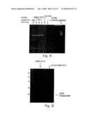 DETECTION AND MODULATION OF IAPs AND NAIP FOR THE DIAGNOSIS AND TREATMENT OF PROLIFERATIVE DISEASE diagram and image