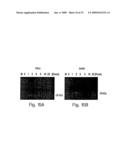 DETECTION AND MODULATION OF IAPs AND NAIP FOR THE DIAGNOSIS AND TREATMENT OF PROLIFERATIVE DISEASE diagram and image