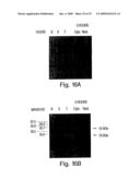 DETECTION AND MODULATION OF IAPs AND NAIP FOR THE DIAGNOSIS AND TREATMENT OF PROLIFERATIVE DISEASE diagram and image