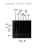 DETECTION AND MODULATION OF IAPs AND NAIP FOR THE DIAGNOSIS AND TREATMENT OF PROLIFERATIVE DISEASE diagram and image