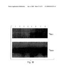 DETECTION AND MODULATION OF IAPs AND NAIP FOR THE DIAGNOSIS AND TREATMENT OF PROLIFERATIVE DISEASE diagram and image