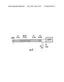 PERFORIN-2 PROTEINS diagram and image