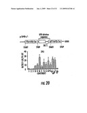 PERFORIN-2 PROTEINS diagram and image