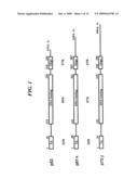 Human p51 Genes and Gene Products Thereof diagram and image